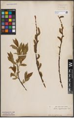Foto von Salix daphnoides Vill.